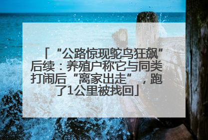 “公路惊现鸵鸟狂飙”后续：养殖户称它与同类打闹后“离家出走”，跑了1公里被找回