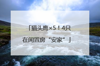 猫头鹰×5！4只在闲置房“安家”