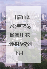 眉山2.7公里蓝花楹盛开 花期将持续到下月
