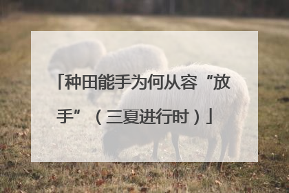种田能手为何从容“放手”（三夏进行时）