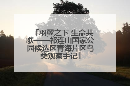 羽翼之下 生命共歌——祁连山国家公园候选区青海片区鸟类观察手记