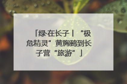 绿·在长子丨“极危精灵”黄胸鹀到长子营“旅游”