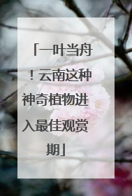 一叶当舟！云南这种神奇植物进入最佳观赏期