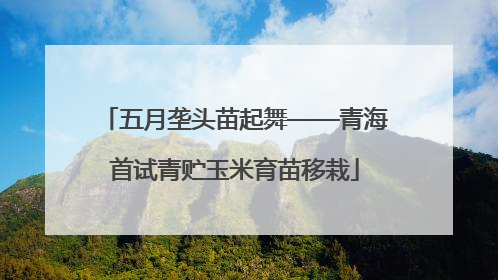 五月垄头苗起舞——青海首试青贮玉米育苗移栽