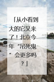 从小看到大的它又来了！北京今年“吊死鬼”会更多吗？