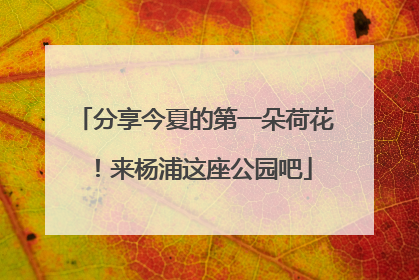 分享今夏的第一朵荷花！来杨浦这座公园吧