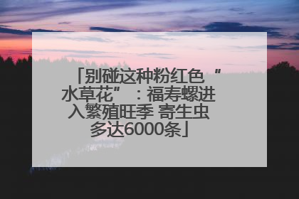 别碰这种粉红色“水草花”：福寿螺进入繁殖旺季 寄生虫多达6000条