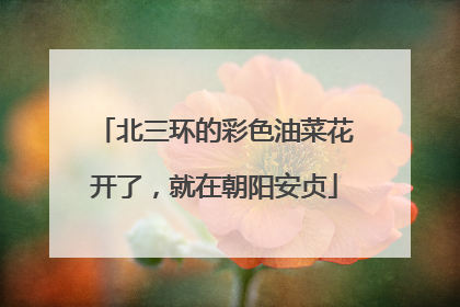 北三环的彩色油菜花开了，就在朝阳安贞