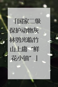 国家二级保护动物灰林鸮光临竹山上庸“鲜花小镇”