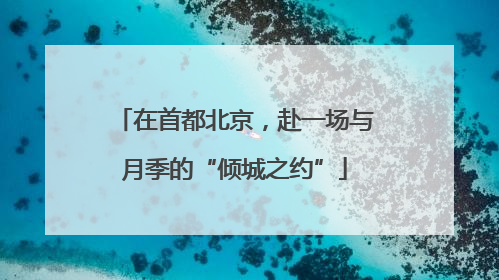 在首都北京，赴一场与月季的“倾城之约”