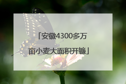 安徽4300多万亩小麦大面积开镰