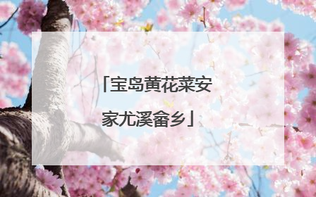 宝岛黄花菜安家尤溪畲乡
