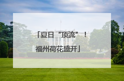夏日“顶流”！福州荷花盛开