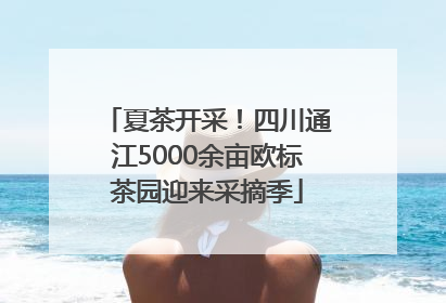 夏茶开采！四川通江5000余亩欧标茶园迎来采摘季