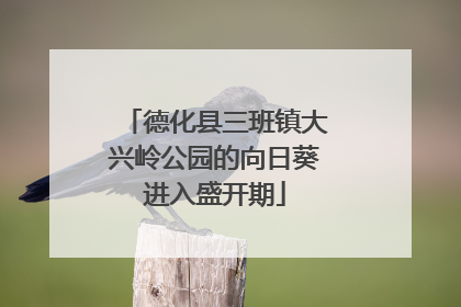 德化县三班镇大兴岭公园的向日葵进入盛开期