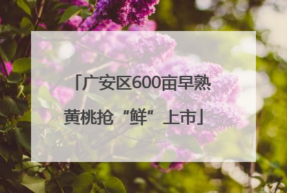 广安区600亩早熟黄桃抢“鲜”上市