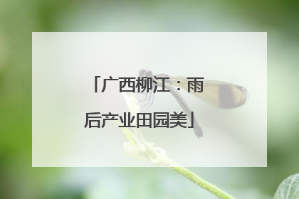 广西柳江：雨后产业田园美