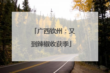 广西钦州：又到辣椒收获季