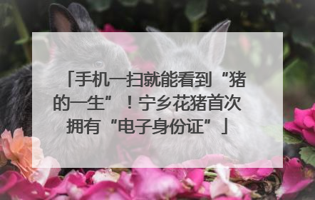 手机一扫就能看到“猪的一生”！宁乡花猪首次拥有“电子身份证”