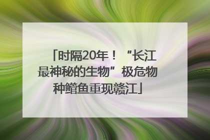 时隔20年！“长江最神秘的生物”极危物种鳤鱼重现赣江