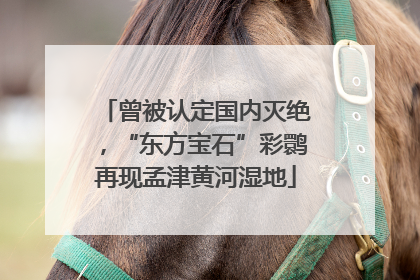 曾被认定国内灭绝，“东方宝石”彩鹮再现孟津黄河湿地