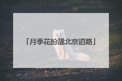 月季花扮靓北京道路