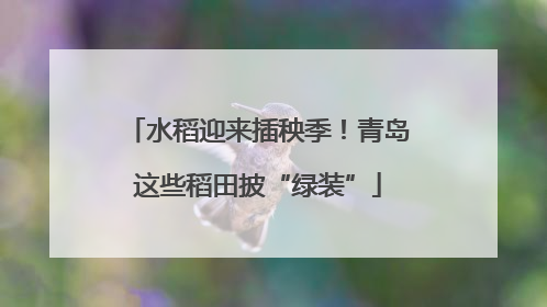 水稻迎来插秧季！青岛这些稻田披“绿装”