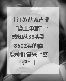 江苏盐城直播“鹿王争霸”：感知从39头到8502头的麋鹿种群复兴“密码”