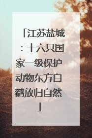 江苏盐城：十六只国家一级保护动物东方白鹳放归自然