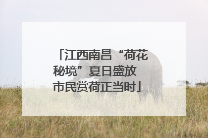江西南昌“荷花秘境”夏日盛放 市民赏荷正当时