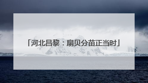 河北昌黎：扇贝分苗正当时