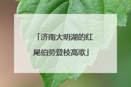 济南大明湖的红尾伯劳登枝高歌