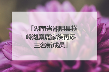 湖南省湘阴县横岭湖麋鹿家族再添三名新成员