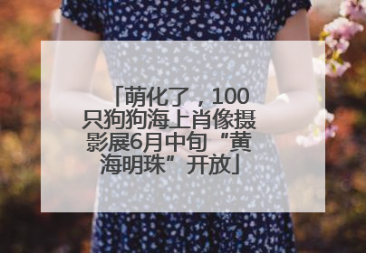 萌化了，100只狗狗海上肖像摄影展6月中旬“黄海明珠”开放