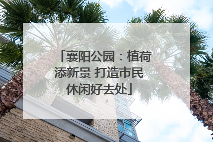 襄阳公园：植荷添新景 打造市民休闲好去处