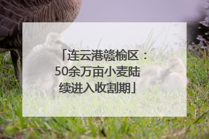 连云港赣榆区：50余万亩小麦陆续进入收割期