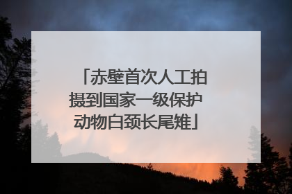赤壁首次人工拍摄到国家一级保护动物白颈长尾雉