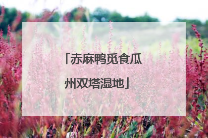 赤麻鸭觅食瓜州双塔湿地