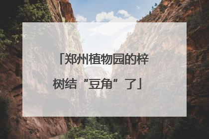 郑州植物园的梓树结“豆角”了