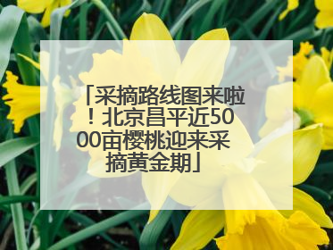 采摘路线图来啦！北京昌平近5000亩樱桃迎来采摘黄金期