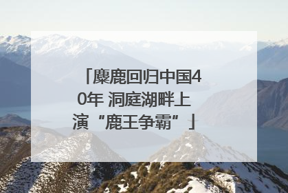 麋鹿回归中国40年 洞庭湖畔上演“鹿王争霸”