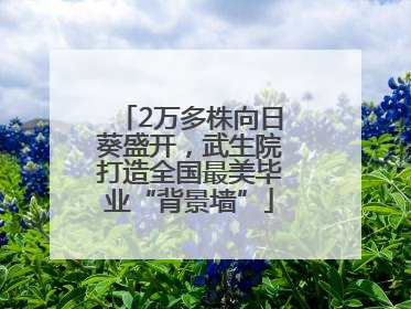 2万多株向日葵盛开，武生院打造全国最美毕业“背景墙”